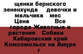 щенки бернского зененхунда. 2 девочки и 2 мальчика(2 мес.) › Цена ­ 22 000 - Все города Животные и растения » Собаки   . Хабаровский край,Комсомольск-на-Амуре г.